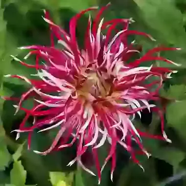 Hollyhill Spiderwoman